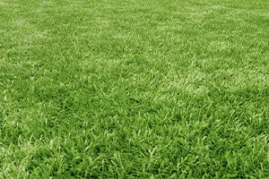 Lawn Mowing