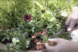 Pot Maintenance